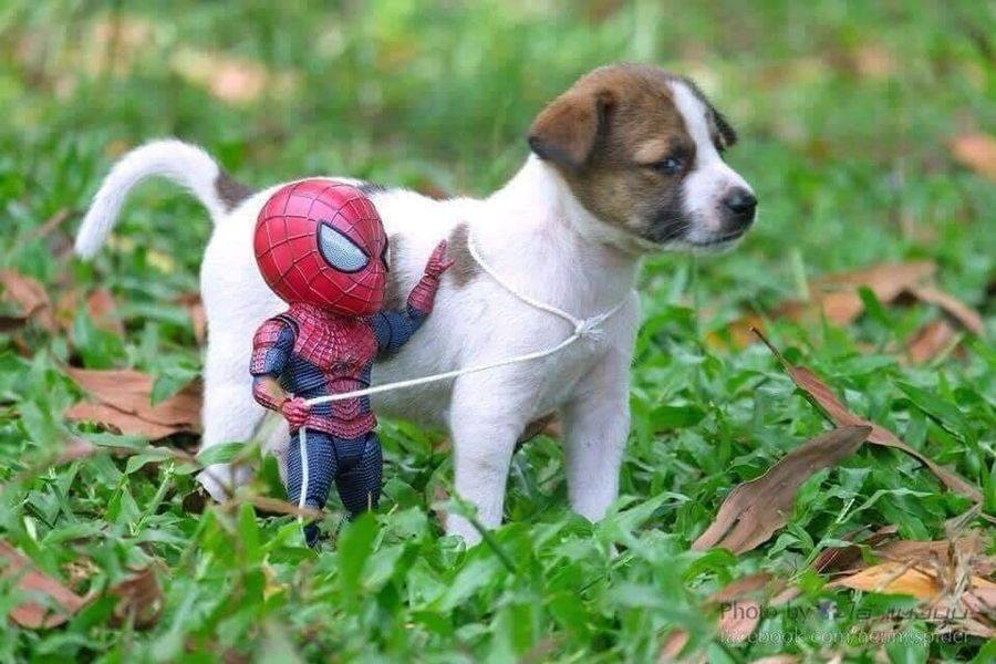 Begini Jika Spiderman Punya Anjing Peliharaan, Bikin Senyum Tipis